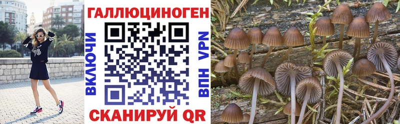 Галлюциногенные грибы Psilocybe  OMG   Петровск 